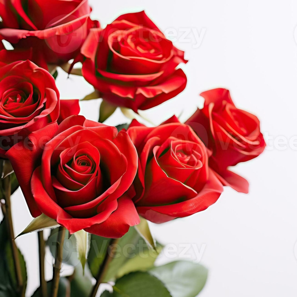red-roses-on-a-white-background-providing-room-for-text-featuring-beautiful-flowers-photo